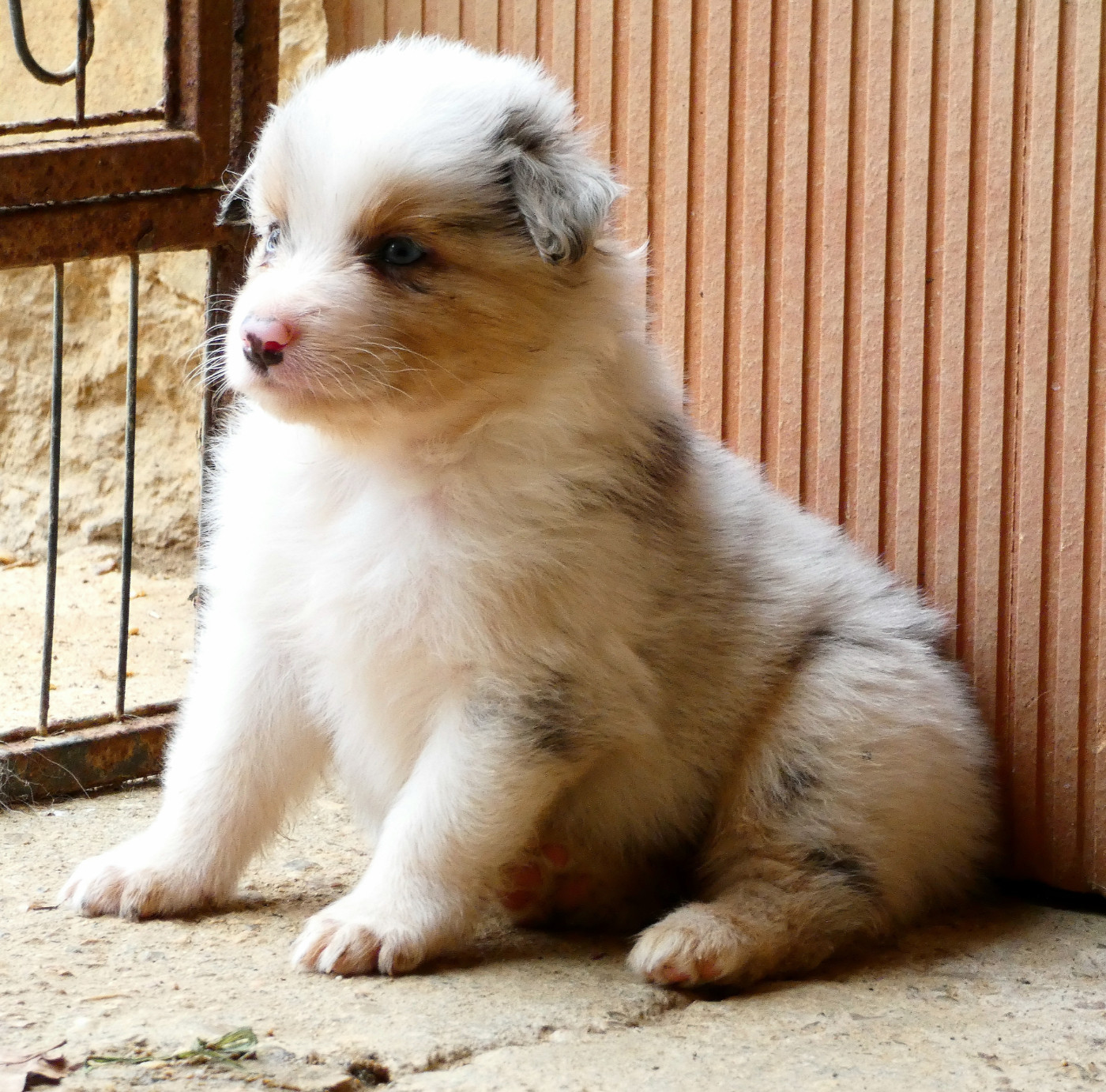 Des Aussies Du Marais - Chiots disponibles - Berger Australien