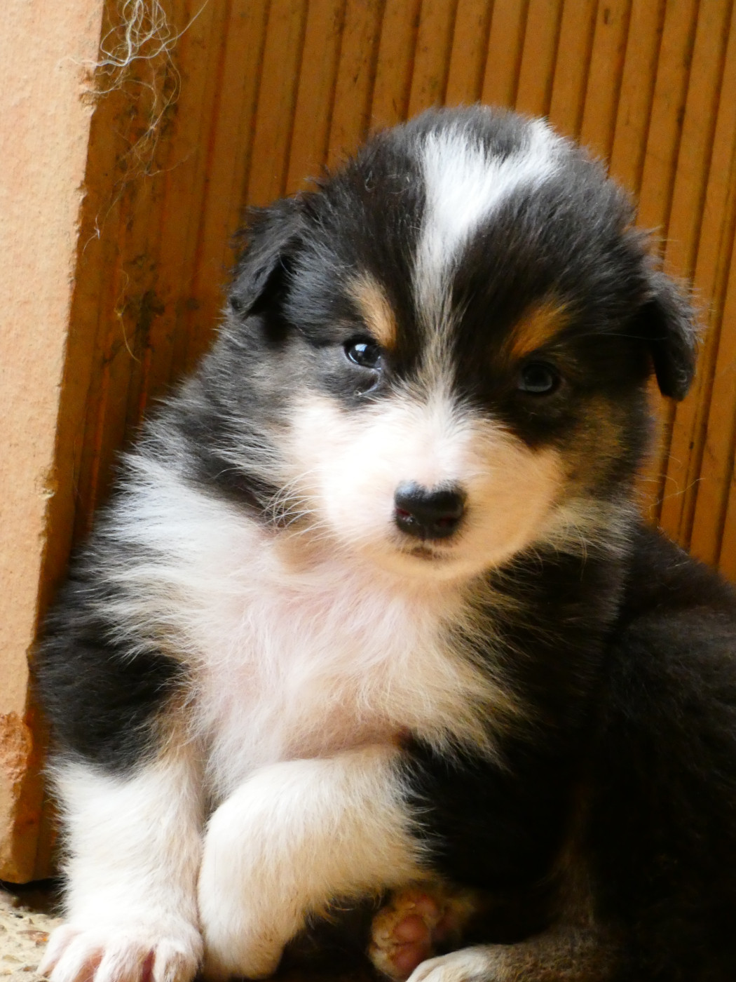 Des Aussies Du Marais - Chiots disponibles - Berger Australien