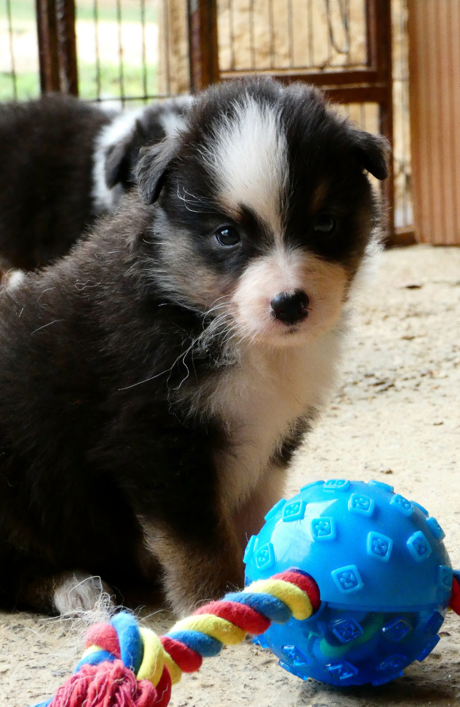 Des Aussies Du Marais - Chiots disponibles - Berger Australien
