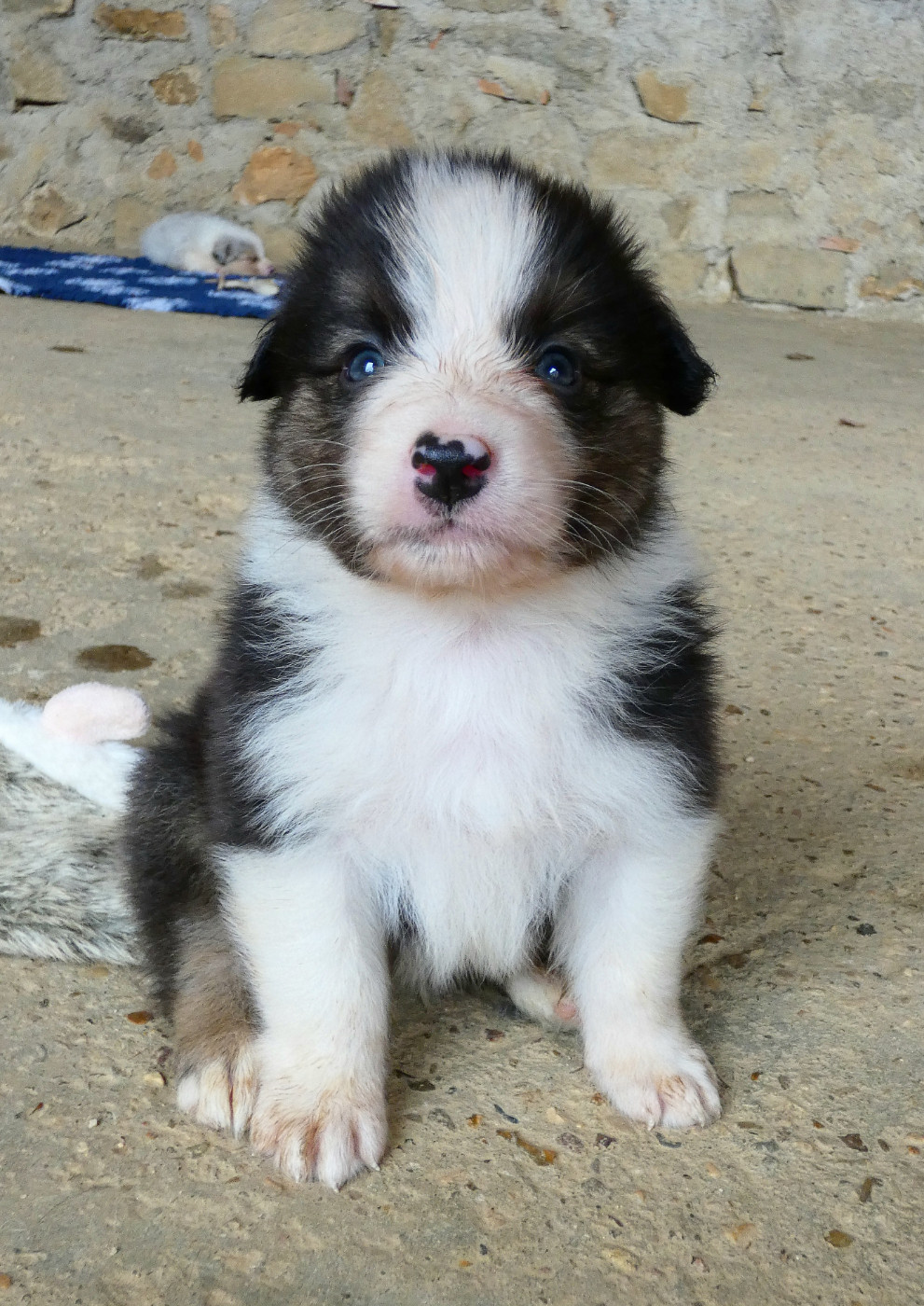 Des Aussies Du Marais - Chiots disponibles - Berger Australien