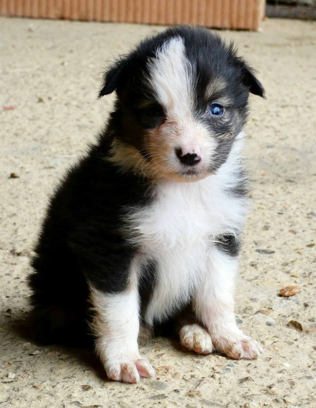 Des Aussies Du Marais - Chiots disponibles - Berger Australien