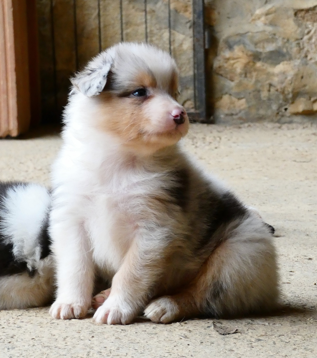Des Aussies Du Marais - Chiots disponibles - Berger Australien