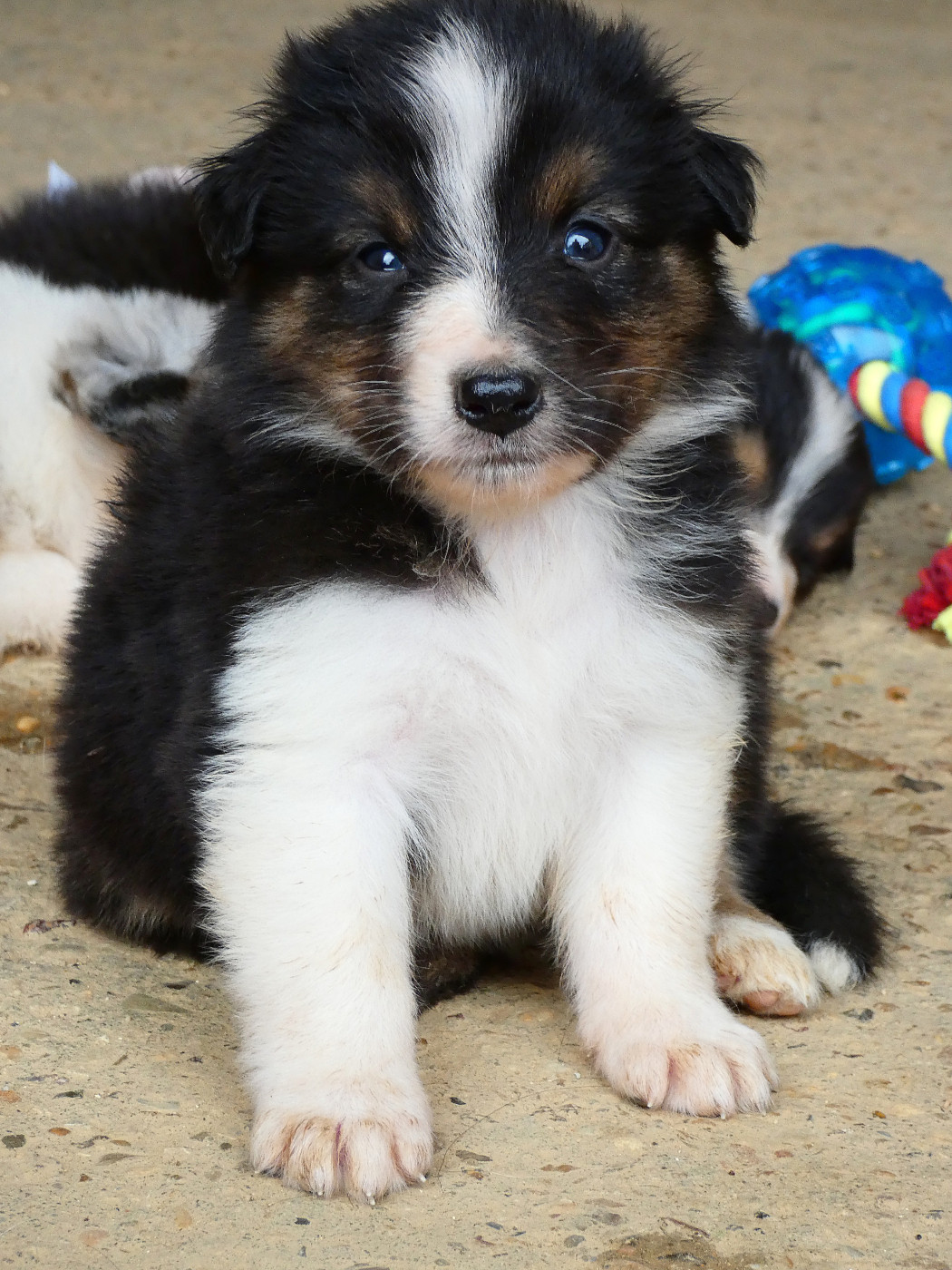 Des Aussies Du Marais - Chiots disponibles - Berger Australien