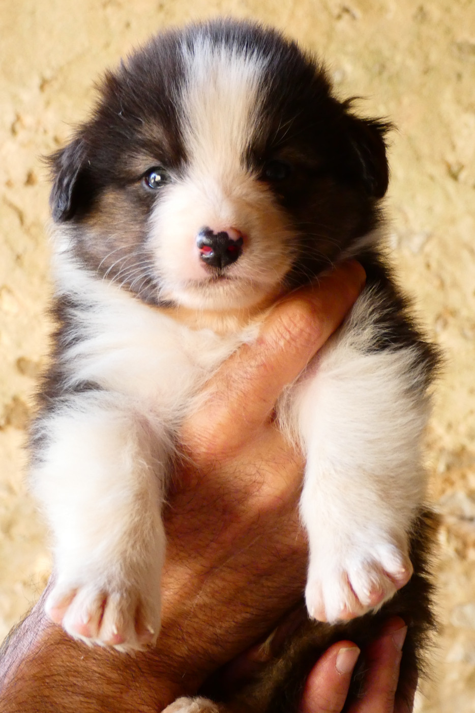 Des Aussies Du Marais - Chiots disponibles - Berger Australien