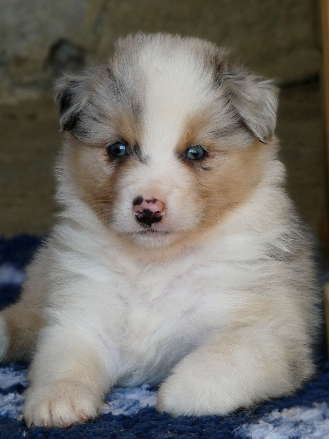Des Aussies Du Marais - Chiots disponibles - Berger Australien
