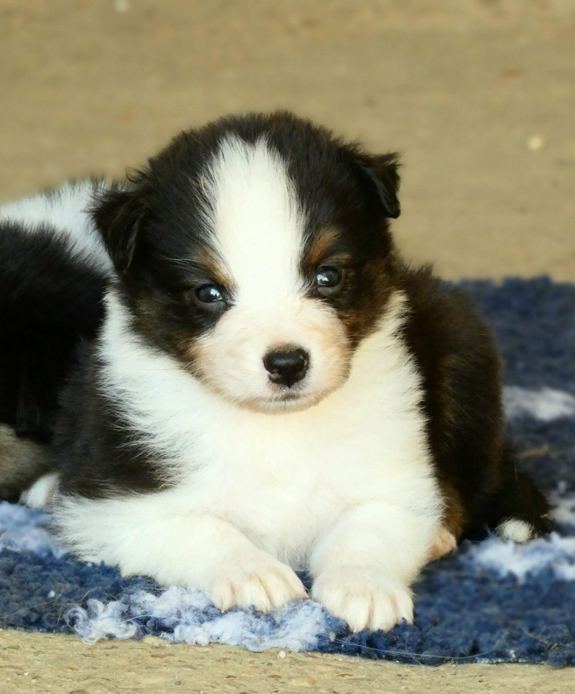 Des Aussies Du Marais - Chiots disponibles - Berger Australien