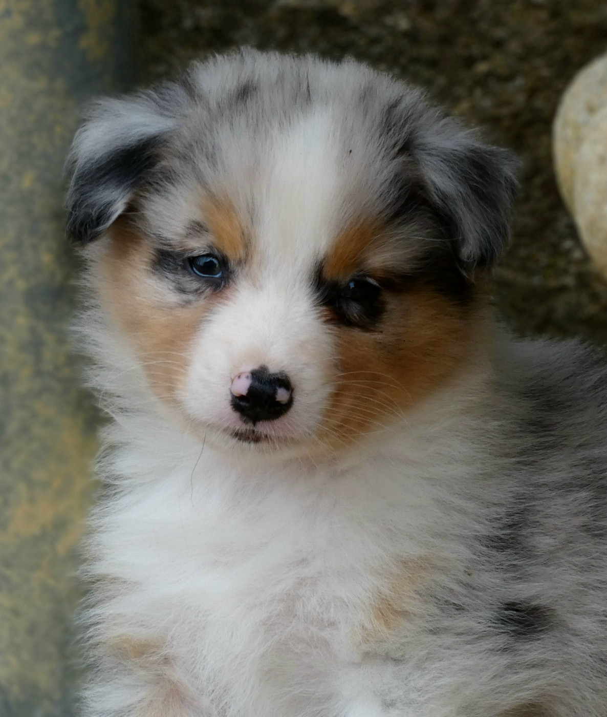 Des Aussies Du Marais - Chiots disponibles - Berger Australien