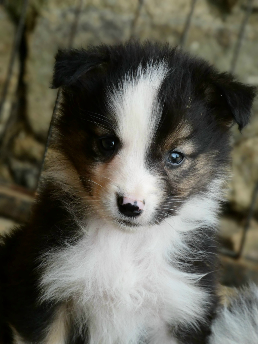 Des Aussies Du Marais - Chiots disponibles - Berger Australien