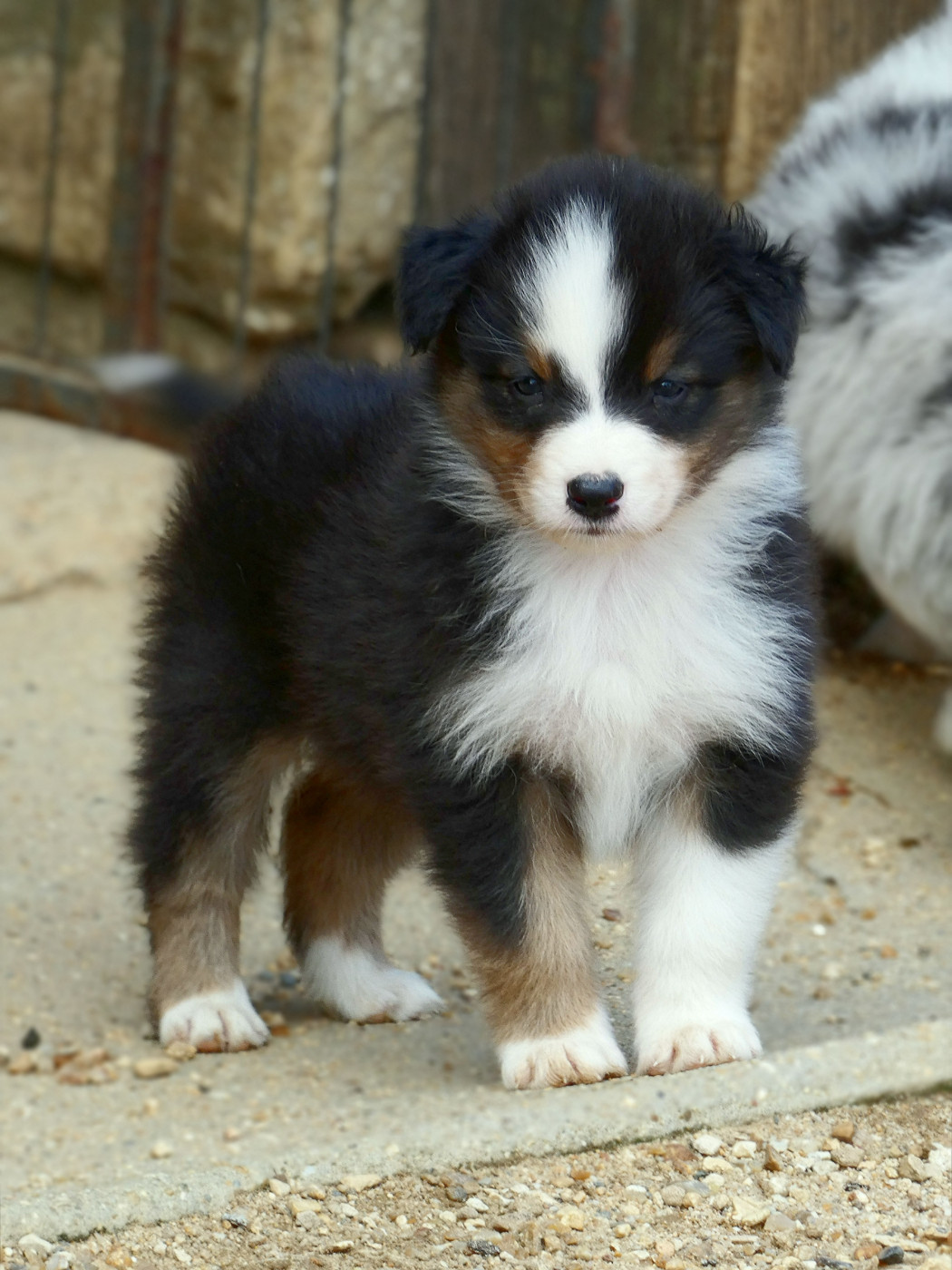 Des Aussies Du Marais - Chiots disponibles - Berger Australien