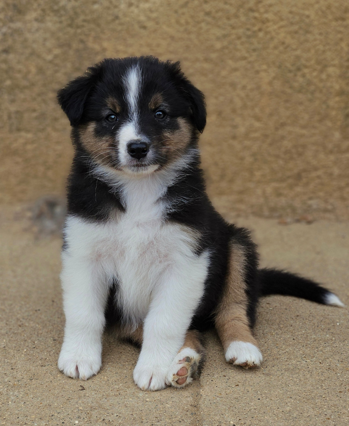 Des Aussies Du Marais - Chiots disponibles - Berger Australien