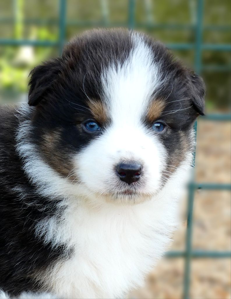 Des Aussies Du Marais - Berger Australien - Portée née le 09/09/2025