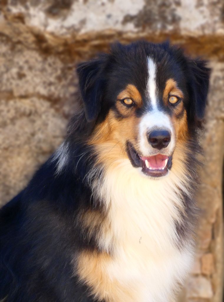 Des Aussies Du Marais - Chiots disponibles - Berger Australien