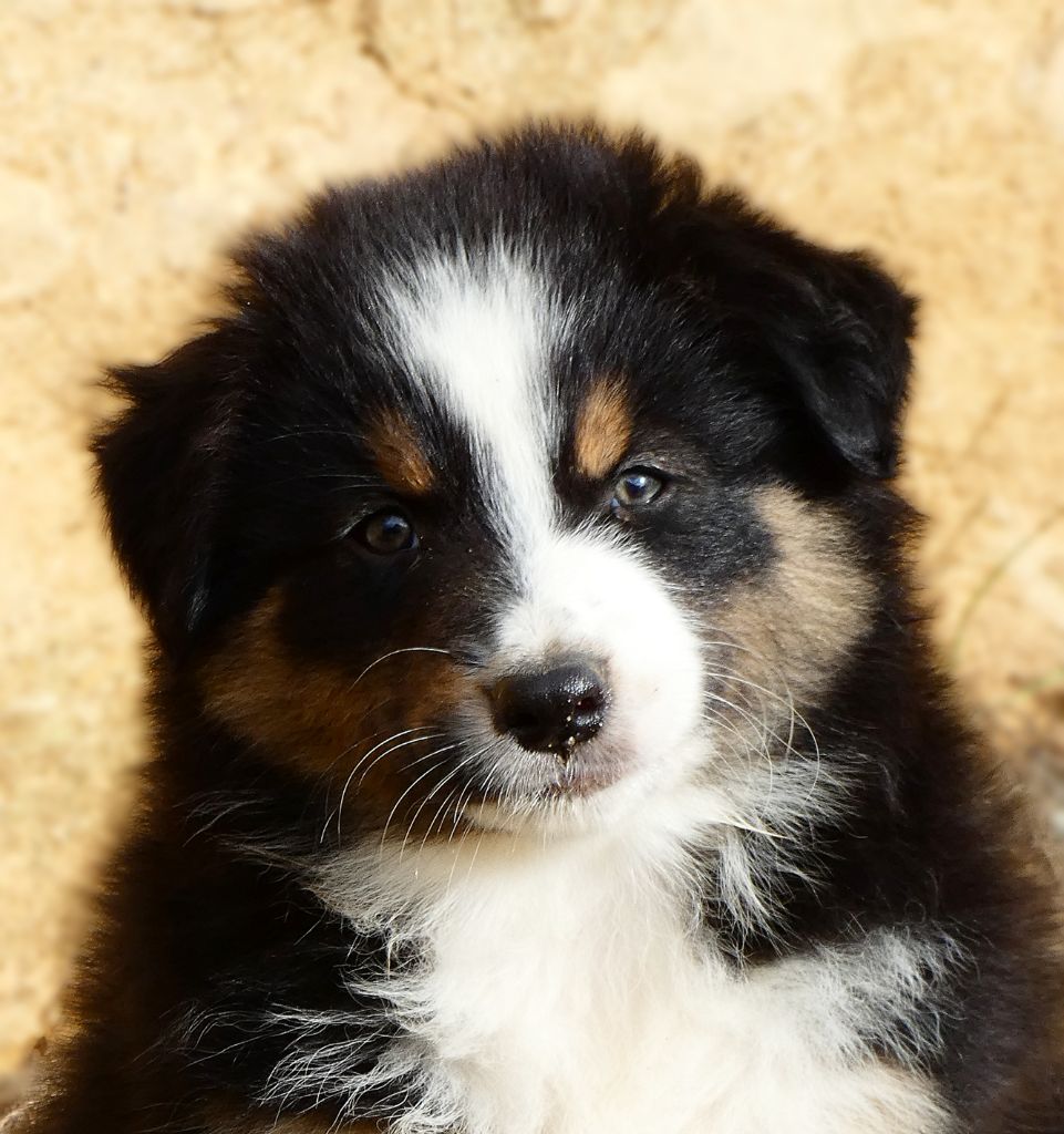 Des Aussies Du Marais - Chiots disponibles - Berger Australien