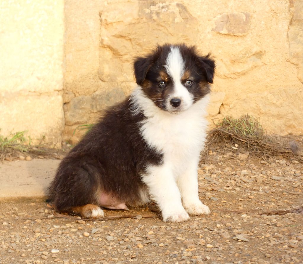 Des Aussies Du Marais - Chiots disponibles - Berger Australien