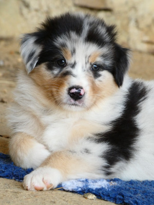 Blue Thunder "Boston"