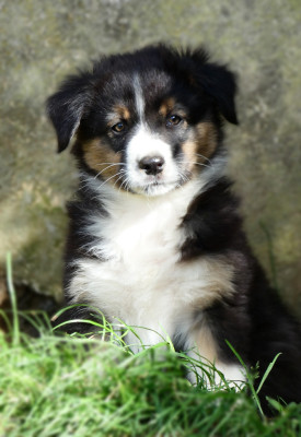 Black Mamba " Asko "