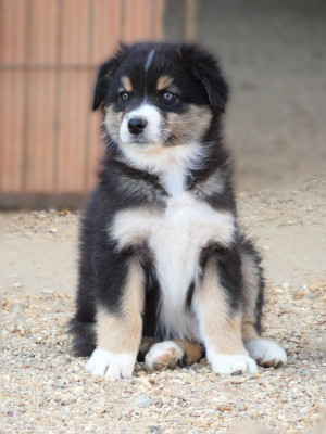 Black Ninja "Braveheart"